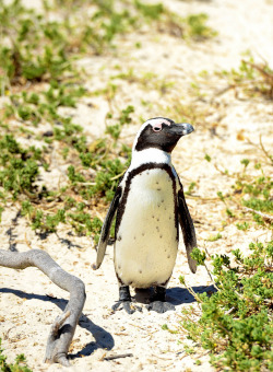 theanimalblog:  Penguin.jpg (by Duane Storey)