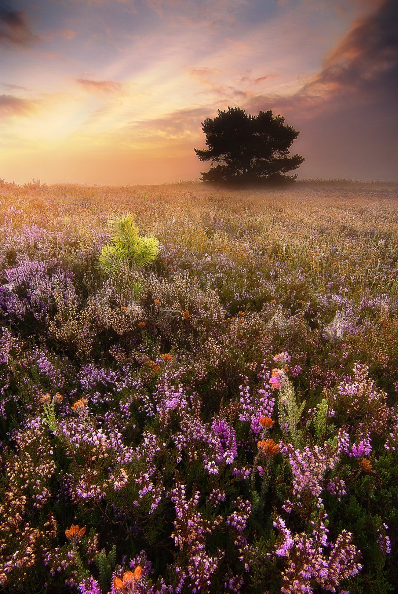 A Nature Blog