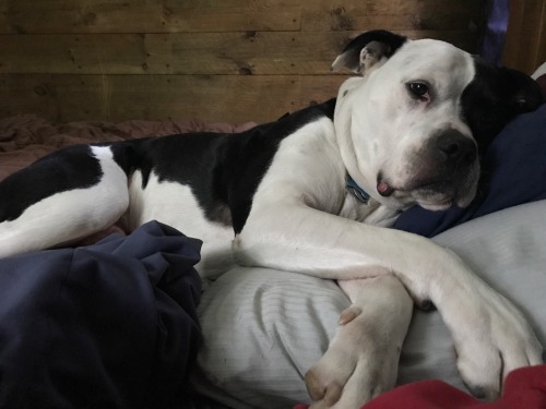 morganray311: chasingtrophywhitetails:   thatssogayman:   reddirtgirl95:   si3rra-xox:   carolina-viking:   russdom:   oldwarhorse1775:   moosemarine:   downhomebrunette:  red-faced-wolf:   Reblog this with a picture of your dog       Bonus with my uncles