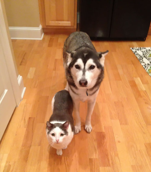 chubbycattumbling: cuteavalanche: Do all pet owners have a “type”? ALL ARE FANTASTIC!