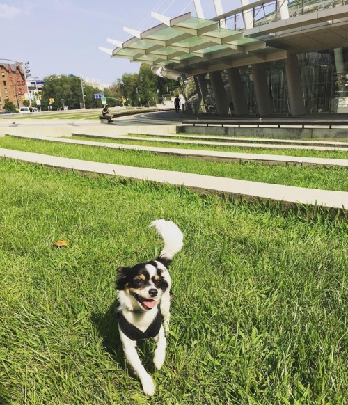 Nothing beats these dog days of summer, like some good puppers on our Plaza! Post your doggos, floof