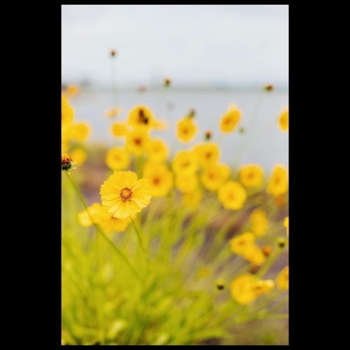 Anything yellow reminds me of butter . . . More on #Flickr (link in bio) #nikonian #nikond750 #nikon