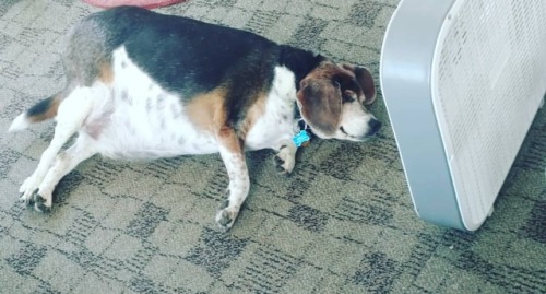 The #beagle life is so hard&hellip; #herky  www.instagram.com/p/BxDAXbZBJUu/?igshid=t75c