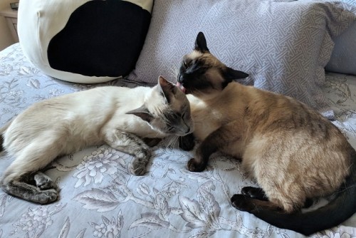 cookingandfitness:my cats are the sweetest ♥️