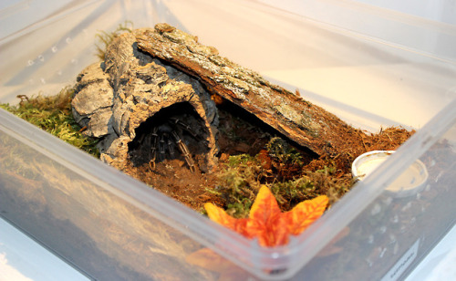 tarantuling: My new world terrestrial tarantula enclosure game is strong lately