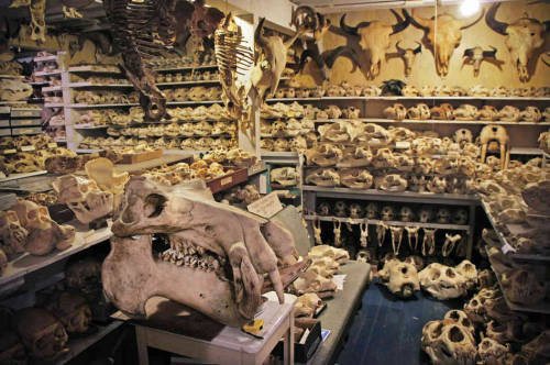 (via A Bone Collector’s Basement Of Animal Skulls Sees The Light : NPR) This is my dream basement! I