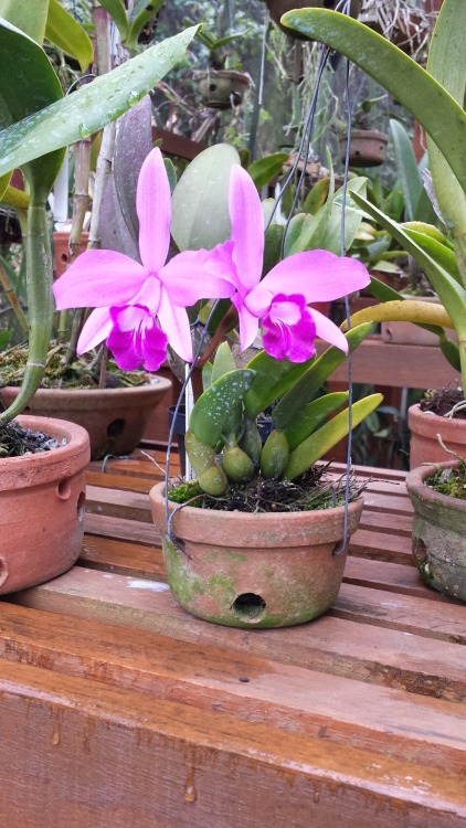 Cattleya sincorana.Orchidaceae: Laeliinae.By Orquidario Recreio. [x]