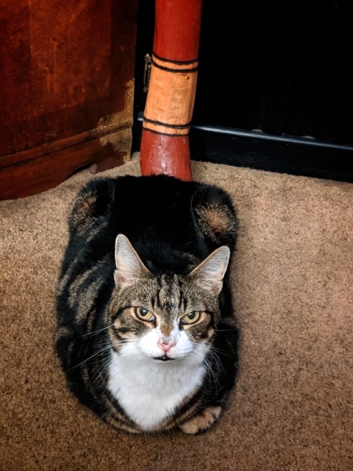 black-quadrant: you left your loaf out