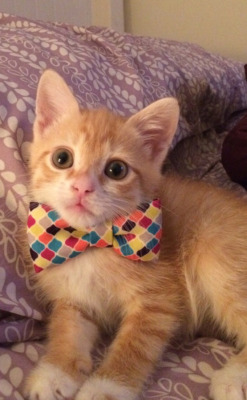 tastefullyoffensive:  “Ollie finally grew into his bow