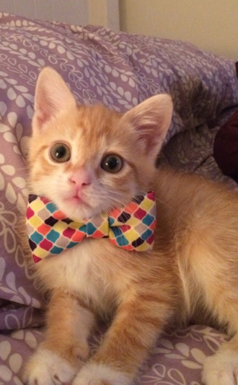 disgustinganimals:tastefullyoffensive:  “He finally grew into his bow tie.” -taylor1021  But did he finally get a job? Then what’s the point of the bowtie?