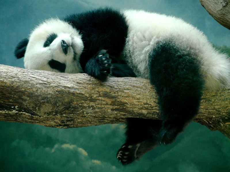 bodymodsandgaming12:  milkywaywhite:  Sleeping Beauties When animals are asleep,