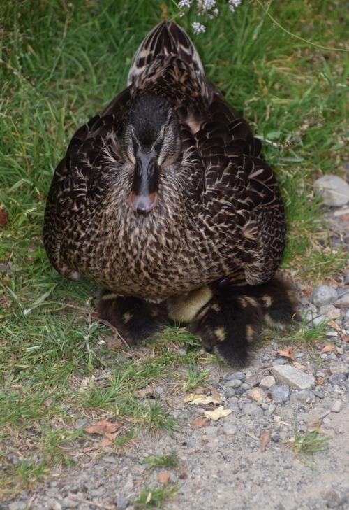 gedditor:Mallard with a very late brood, ZealandiaPhoto by Jonathan HughesThe ducks like the lakes b