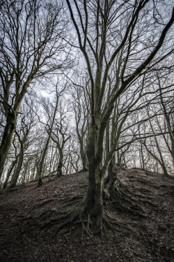 mistymorningme:  Forest by Leif Løndal