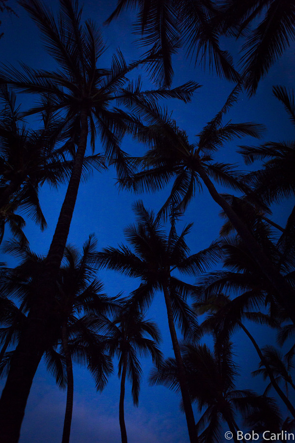 Tropical palm trees