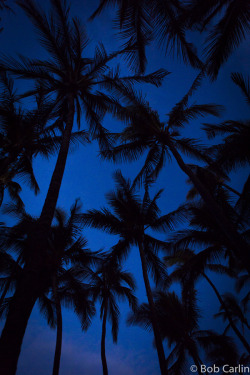   Morning Palms by Bob Carlin