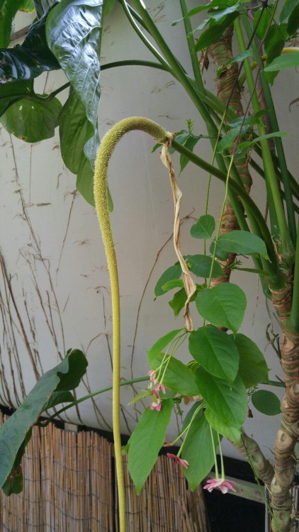 Anthurium dolichostachyum is in the peace lily family Araceae. It is native to South America includi