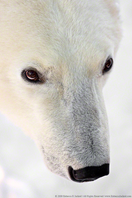 earthandanimals:  Ice bear portrait Photo by Rebecca Jackrel