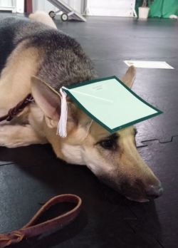 awwww-cute:  Graduated obedience school.