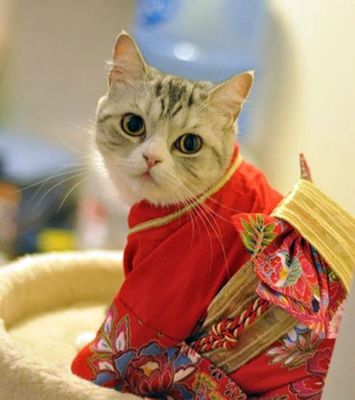 boredpanda: Cats In Kimonos Are A Thing In Japan