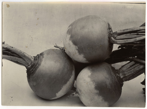 bremser:Charles Jones, Leek Prize  taker(two different versions), ca. 1900 (source left, source righ