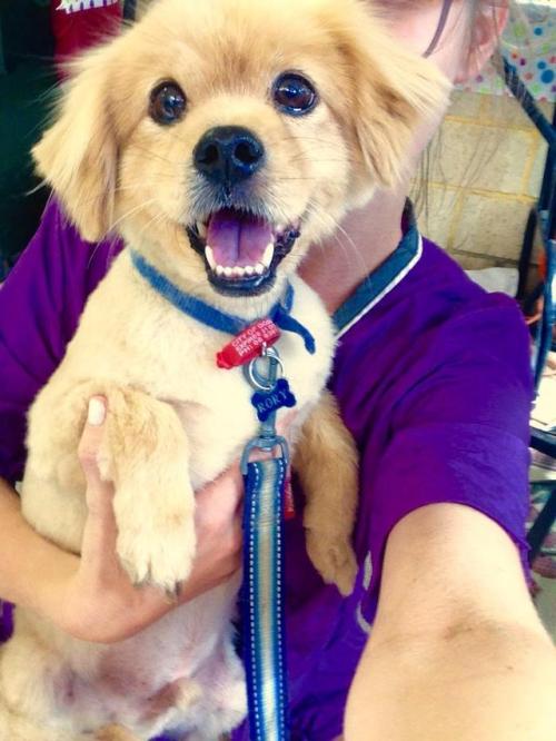 My favourite little man to groom! He knows how handsome he is �
