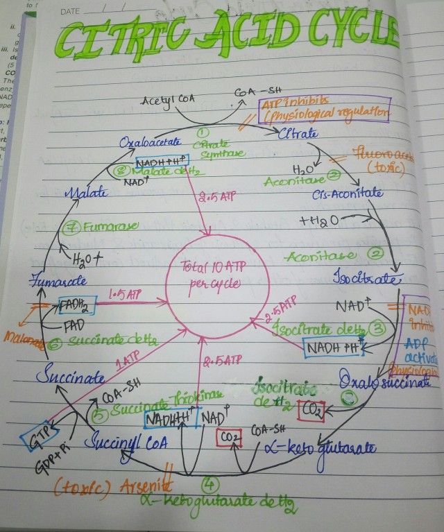 Citric Acid Cycle Tumblr