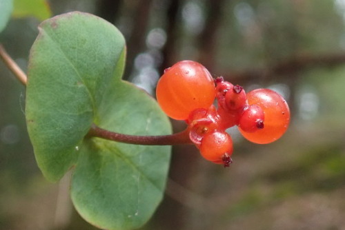 13/09/2020 Wikipedia reports that the fruits of wild honeysuckle are “edible either raw or cooked, b