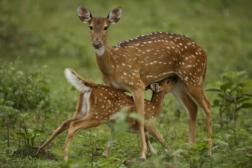 earthlynation:  (via 500px / Chital deer nursing her fawn by Nirmalya Roy) 