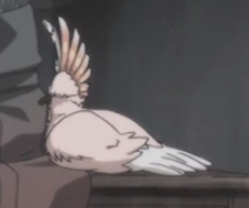 shrobs:  all you need to know    ALLMATES !!!!!!!! 