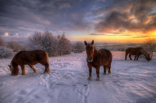 The Trio by Philippe Saire || Photography on Flickr.