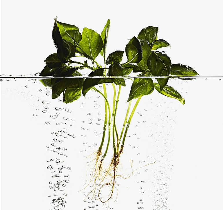 saatchiart:  Basil, Mint, &amp; ThymePhotography by Derek Seaward 