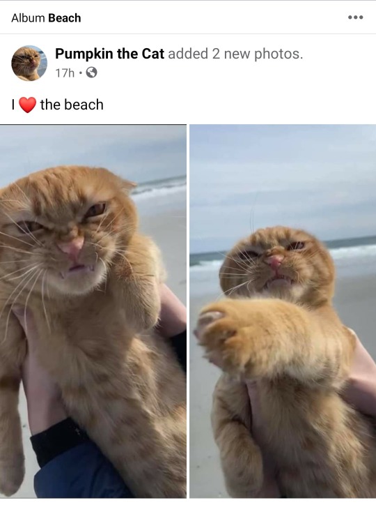 wyldstallyn:wyldstallyn:love him