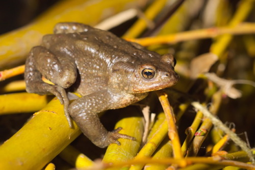 Bufo Bufo(de: Erdkröte,en: common toad, European toad)