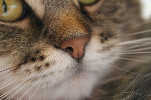 Kitty nose