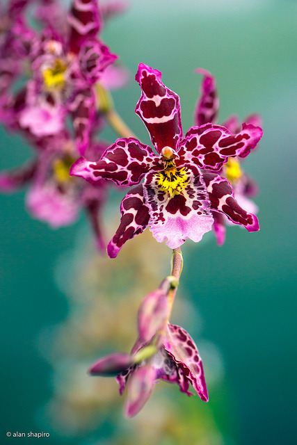 Orquídea (acho que é) linda.
alanshapirophotography:
“ Focusing on the tiny things today on Flickr.
”