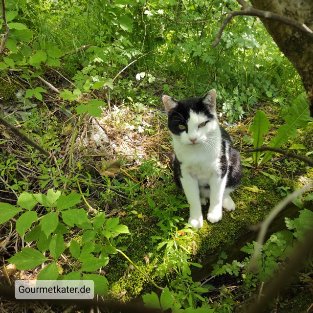 Kater im Garten