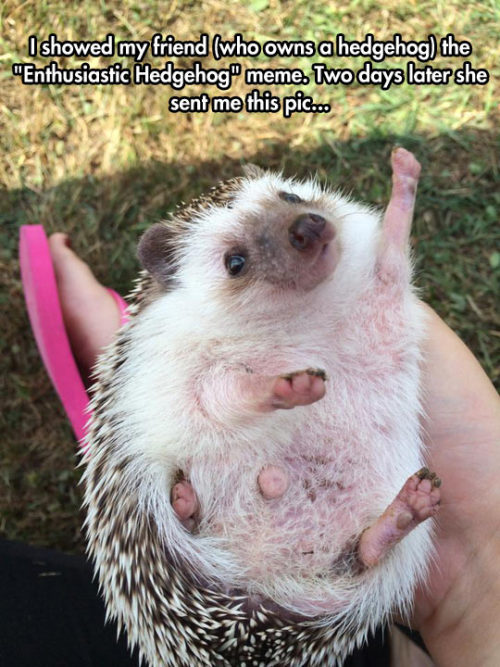 srsfunny:  An Even More Enthusiastic Hedgehoghttp://srsfunny.tumblr.com/ 