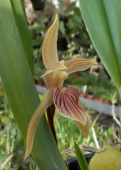 orchid-a-day: Maxillaria pulla Syn.: Maxillaria