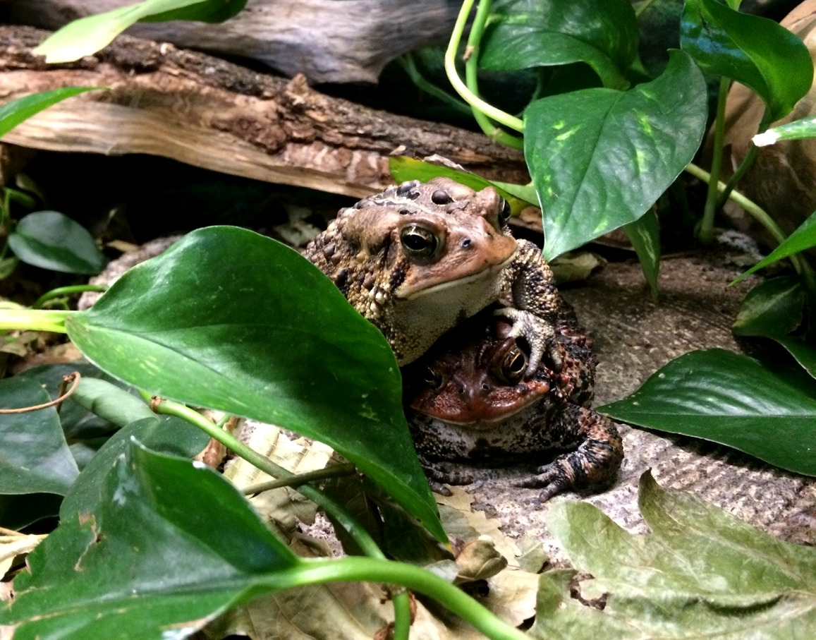 toadschooled: Friends are just obstacles that get between you and lunch