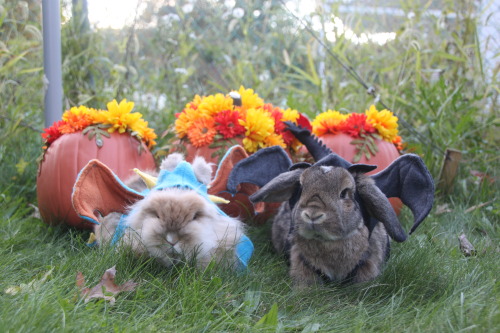 flygex-eatin-on-softies:  reberrycosplayandcostuming:  “I am fire, I am death, I am fluff.”Spent today dressing up my pet rabbits Sunshine and Hazel as Stormfly and Toothless from “How To Train Your Dragon”. Cutness overload achieved.