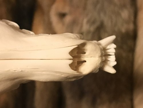 flayote: Bulldog, my ranch fox skull with a big underbite