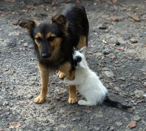 Animals that Love School: These animals aren&rsquo;t only super adorable - they also mean busine