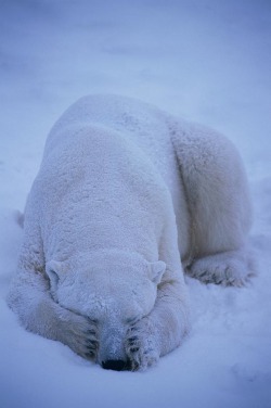 r2&ndash;d2:  A Polar Bear Covers His Eyes by (Paul Nicklen) 