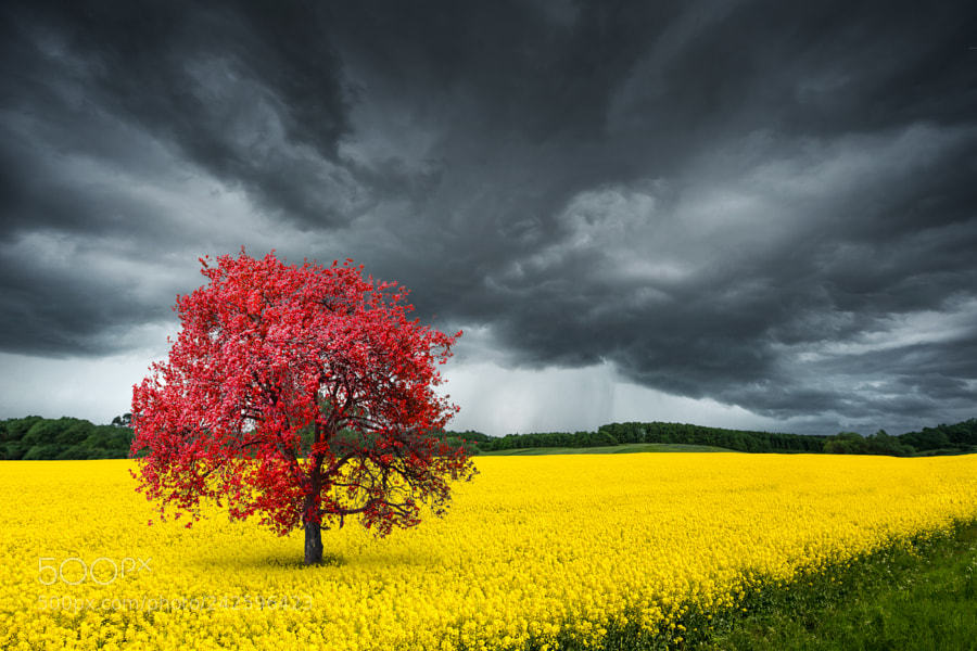 kohalmitamas:  Field of rapeseeds over dramatic blue sky by Besmir