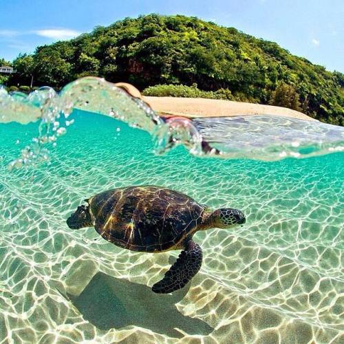 pxx812: Oahu, Hawaii