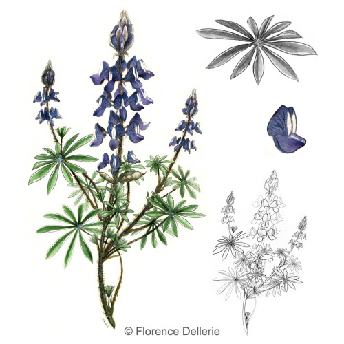 [Review] Planche botanique : Lupinus pilosus (lupin poilu), à l'aquarelle et au crayon gris.►Mon boo
