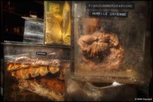 abandonthehalls:  Grotesque Animal Specimens Discovered in an Abandoned Veterinary School Arguably the weirdest location featured in our Creepy Abandoned Schools and Universities round-up, L’école de Médecine Vétérinaire in Brussels is a macabre