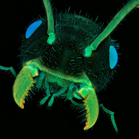 biomedicalephemera:  Ants just want a hug…with their mandibles. Nikon Small World Competition 2011.