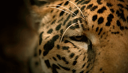 celticorca:igigii:biscuitsarenice:Puma, Tiger, Jaguar, Leopard, Bobcat, Lion, Sand cat, Pallas’s cat
