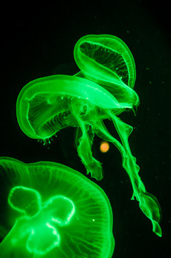 elliejellyfishgrace:  mooonjellies:  Herr